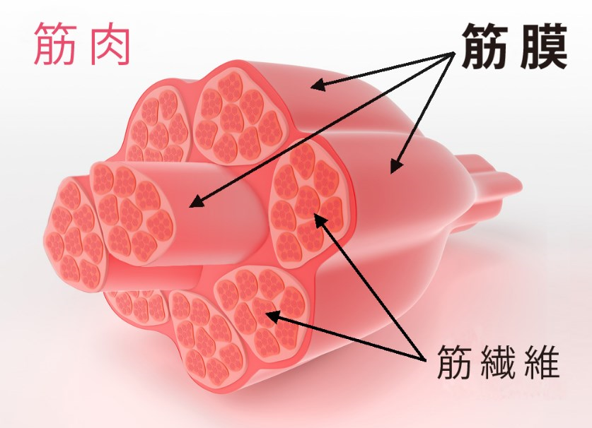 筋膜リリースよりお手軽 ランニングで体のコリをほぐす Runjoy 筋膜リリースよりお手軽 ランニングで体のコリをほぐす Runjoy